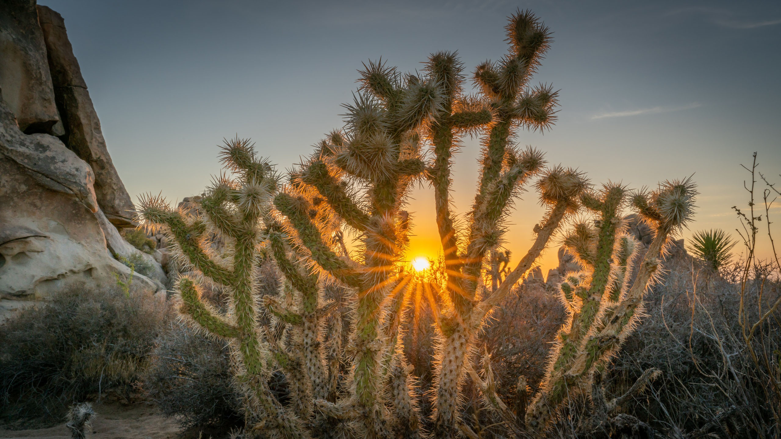 Joshuatreeexcursions Cholla Cactus Sunset Joshua Tree