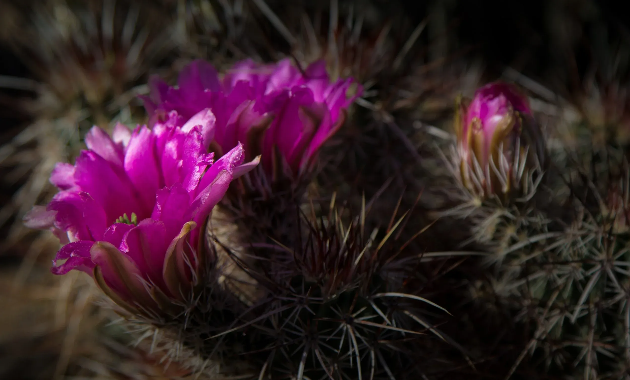 joshuatreeexcursions_pink-cactus-flowers-joshua-tree Joshuatreeexcursions Pink Cactus Flowers Joshua Tree
