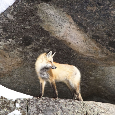 Kaulofthewild Coyote In Winter