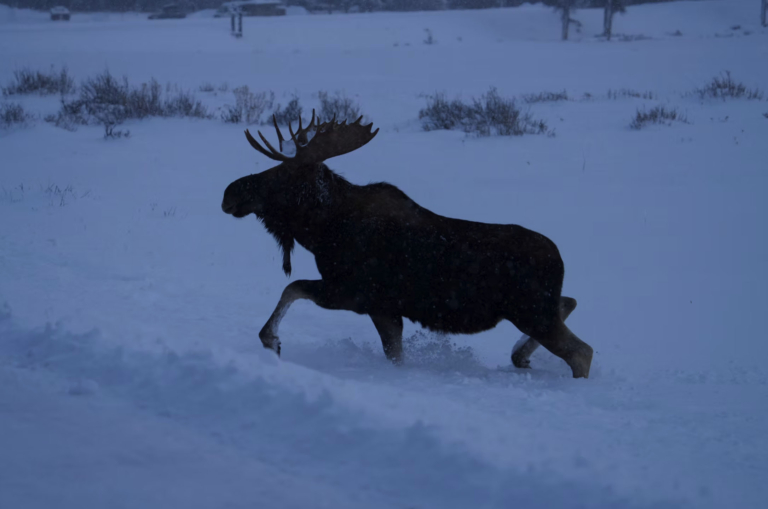 kaulofthewild-moose-running-in-snow Kaulofthewild Moose Running In Snow