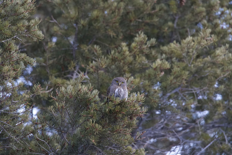 kaulofthewild-owl-in-tree Kaulofthewild Owl In Tree