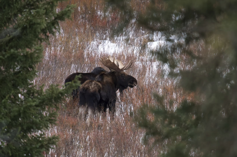 kaulofthewild-two-moose-in-winter-pasture Kaulofthewild Two Moose In Winter Pasture