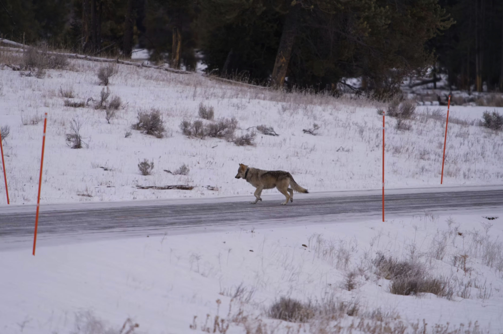 kaulofthewild-wolf-crossing-road-winter Kaulofthewild Wolf Crossing Road Winter