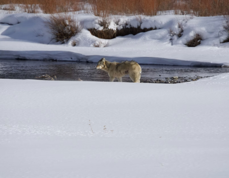 kaulofthewild-wolf-near-open-water-winter Kaulofthewild Wolf Near Open Water Winter