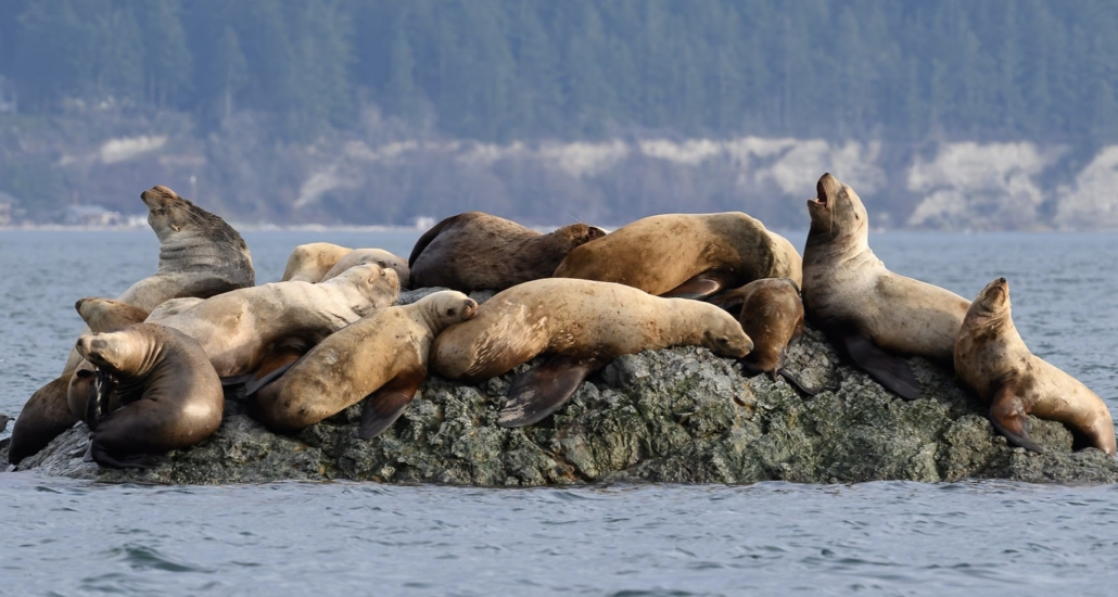 Wildlife Boat Cruise — Olympic Kayaknisqually Seals Rock Olympic Park