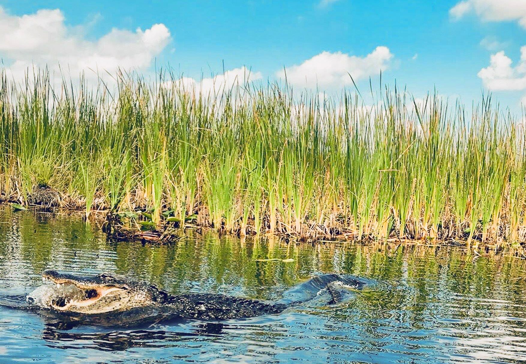 Miamitourcompany Alligator Swimming Everglades Grassy Wetlands