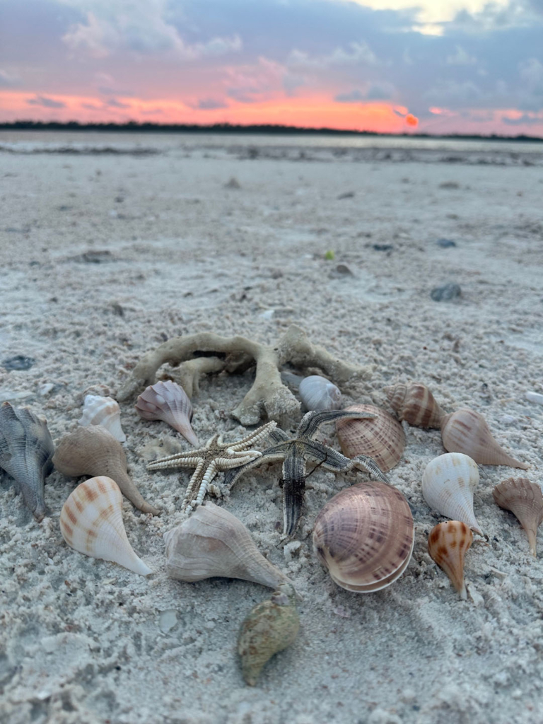 Everglades Pirate Adventure • Private — Everglades Naplesboatadventures Seashells Sand Sunset