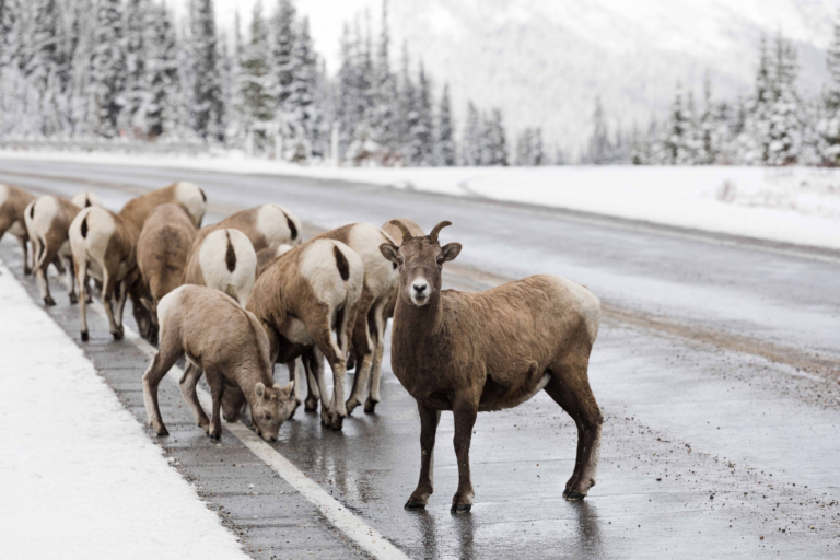 Obsidianexpeditions Bighorn Sheep Road Yellowstone Winter