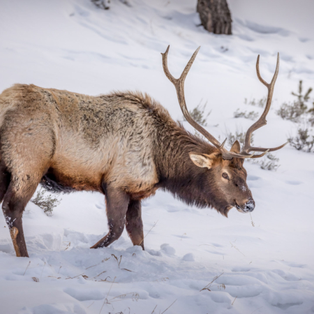 Obsidianexpeditions Elk Snow Yellowstone