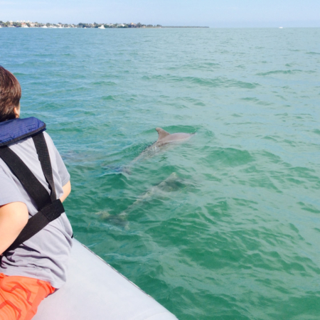 Oceanforceadventures Brandon Wild Dolphin