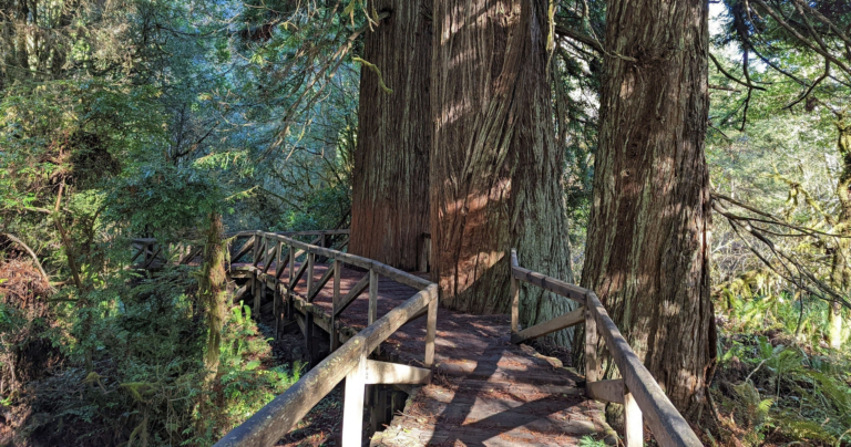 Pacificoutfitters Eureka Pathway Leading To A Massive