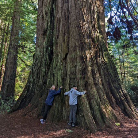 Pacificoutfitters Eureka Hugging Massive Redwood Tree