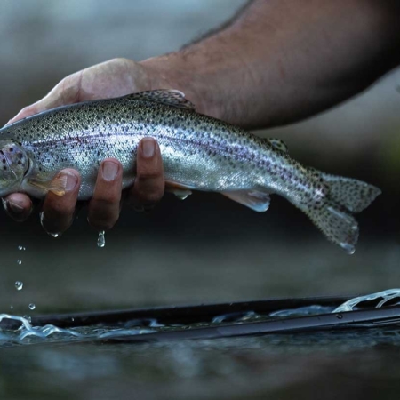 Pacificroverllc A Person Holding Rainbow Trout