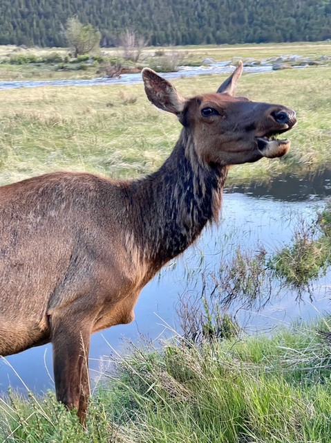 a, curious, elk, enjoying, the, scenery Purplemountaintourco A Curious Elk Enjoying The