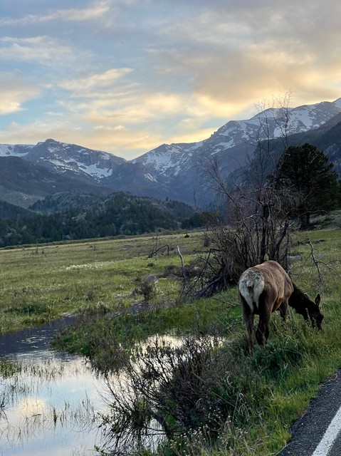 an, elk, grazing, in, a, picturesque, field Purplemountaintourco An Elk Grazing In A