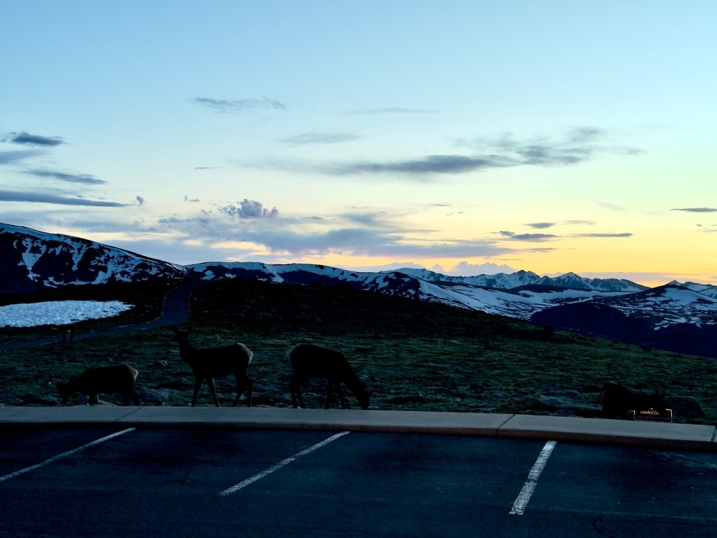tour, van, against, a, stunning, mountain Purplemountaintourco Elk At Edge Of Parking Lot