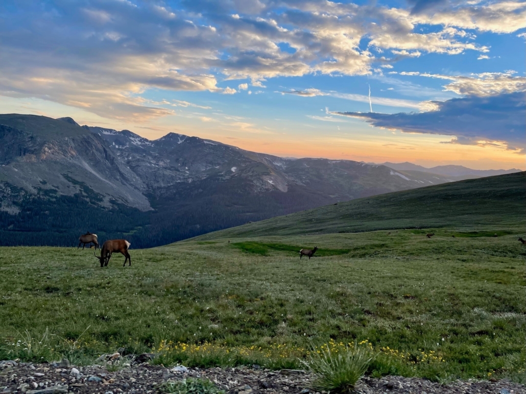 purplemountaintourco-elk-grazing-in-mountain-meadow Purplemountaintourco Elk Grazing In Mountain Meadow