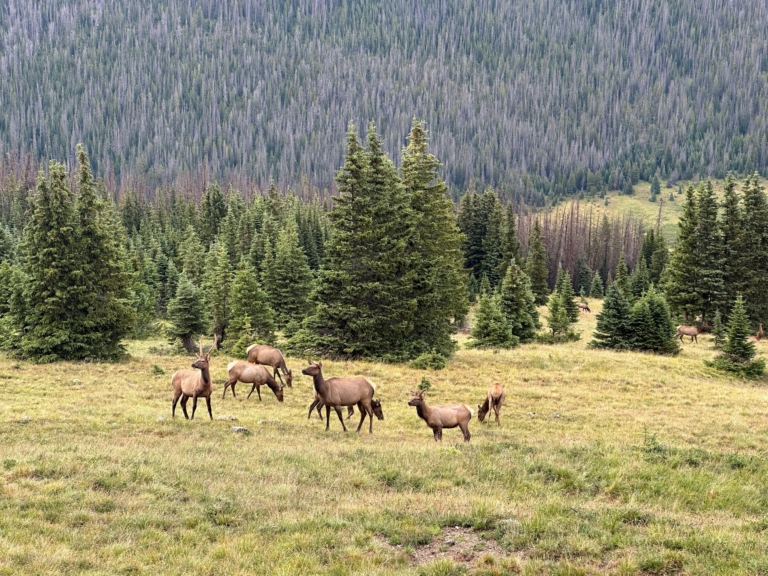 more, passengers, enjoying, scenic, landscapes, on, the Purplemountaintourco Elk In The Mountain Meadows