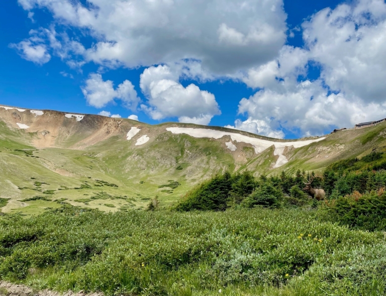 an, elk, grazing, in, a, vast Purplemountaintourco Mountain Bowl Apline Visitor Center Ridge