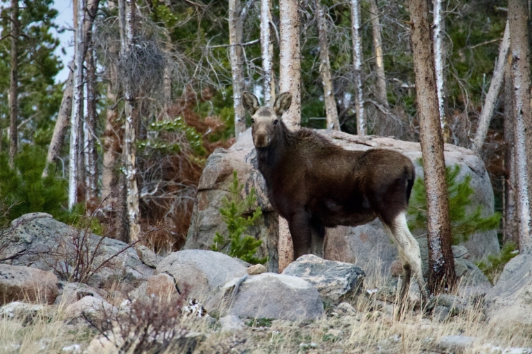 a, tour, van, parked, amidst Purplemountaintourco Young Moose In Forest
