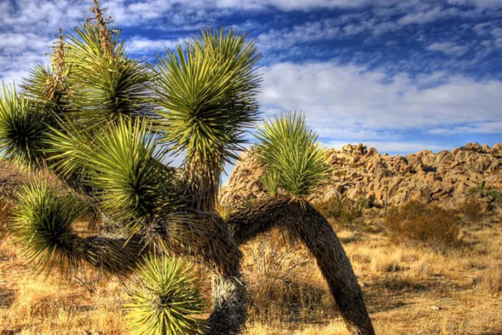 of, a, joshua, tree Red Jeep Of A Joshua Tree
