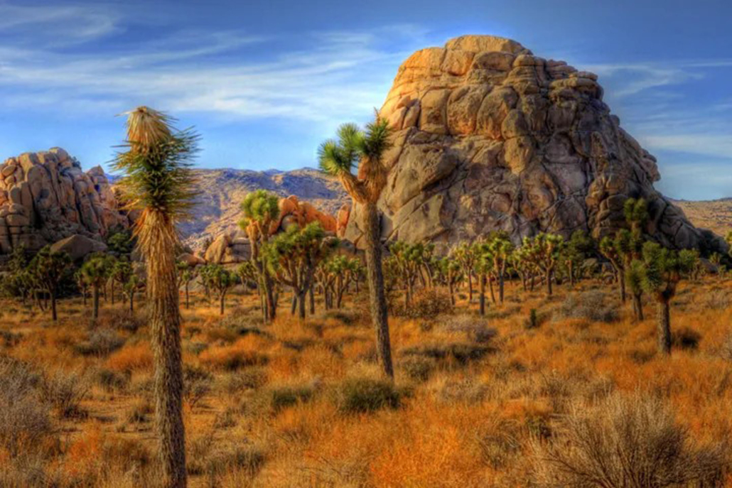 scenic, view, of, joshua, tree, landscape Red Jeep Scenic View Of Joshua Tree