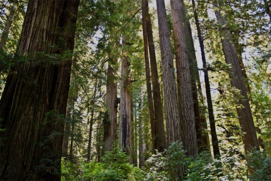 a, beautiful, forest, of, towering, trees Redwoodadventures A Beautiful Forest Of Towering