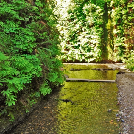 Redwoodadventures A Serene Creek Nestled Among