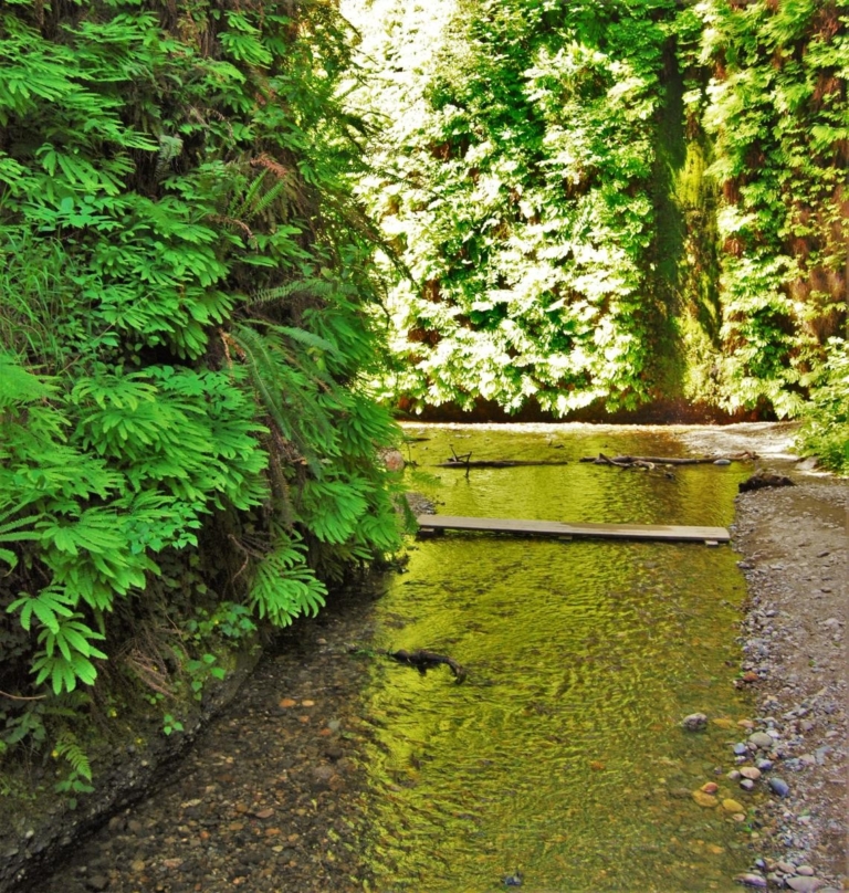 a, serene, creek, nestled, among, lush, greenery Redwoodadventures A Serene Creek Nestled Among