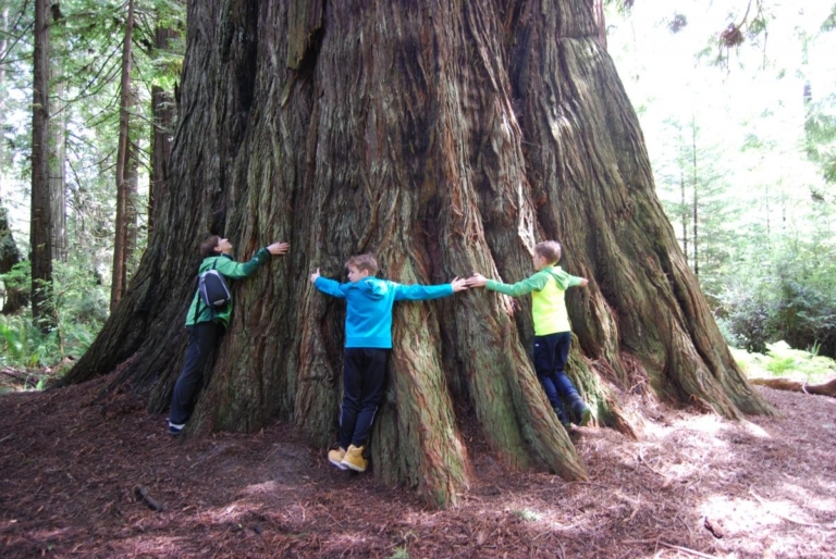 children, hugging, a, giant, tree, in, the, woods Redwoodadventures Children Hugging A Giant Tree