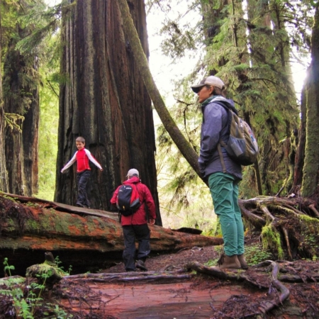 Redwoodadventures Explorers Standing Amidst Towering Redwoods