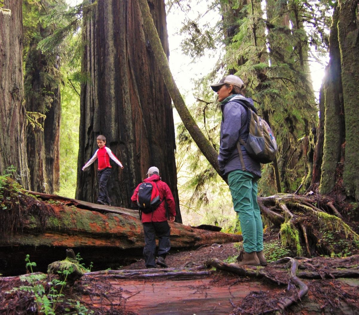 explorers, standing, amidst, towering, redwoods Redwoodadventures Explorers Standing Amidst Towering Redwoods