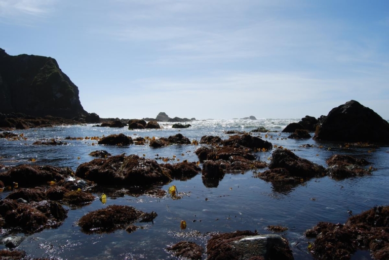 Redwoodadventures Rocky Shorelines Along The Coastline