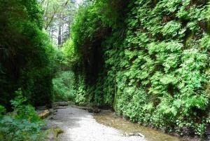 redwoodadventures-wall-of-plants-vines Redwoodadventures Wall Of Plants Vines