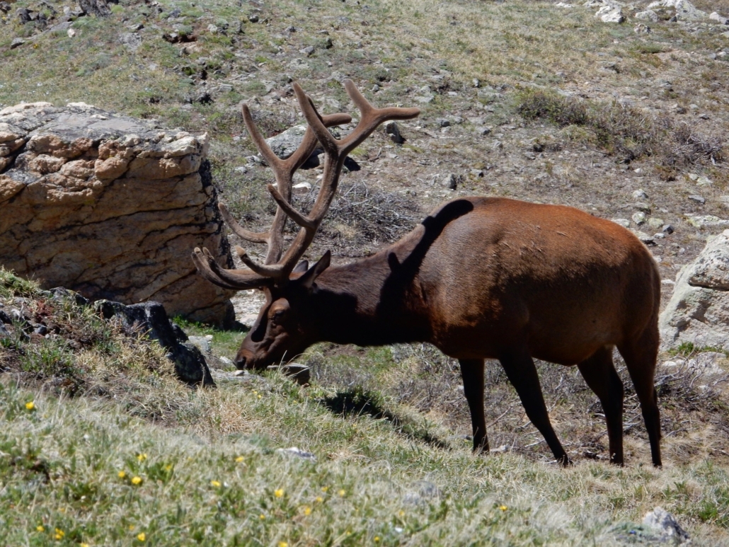 a, majestic, elk, grazing, in, grassy, area Rockyguides A Majestic Elk Grazing In