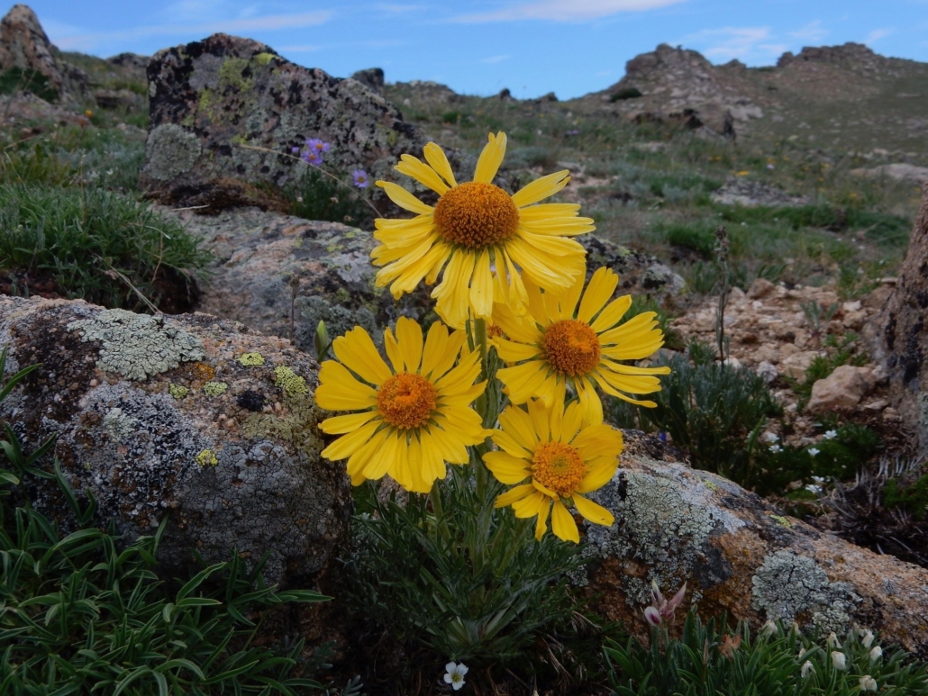 rockyguides-wildflowers-blooming-at-high-elevation Rockyguides Wildflowers Blooming At High Elevation