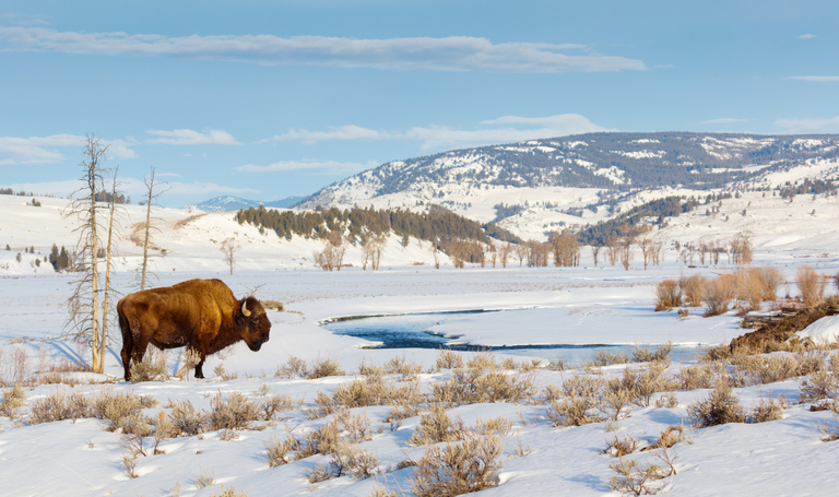 scenicsafariswinter_bison-near-open-water Scenicsafariswinter Bison Near Open Water