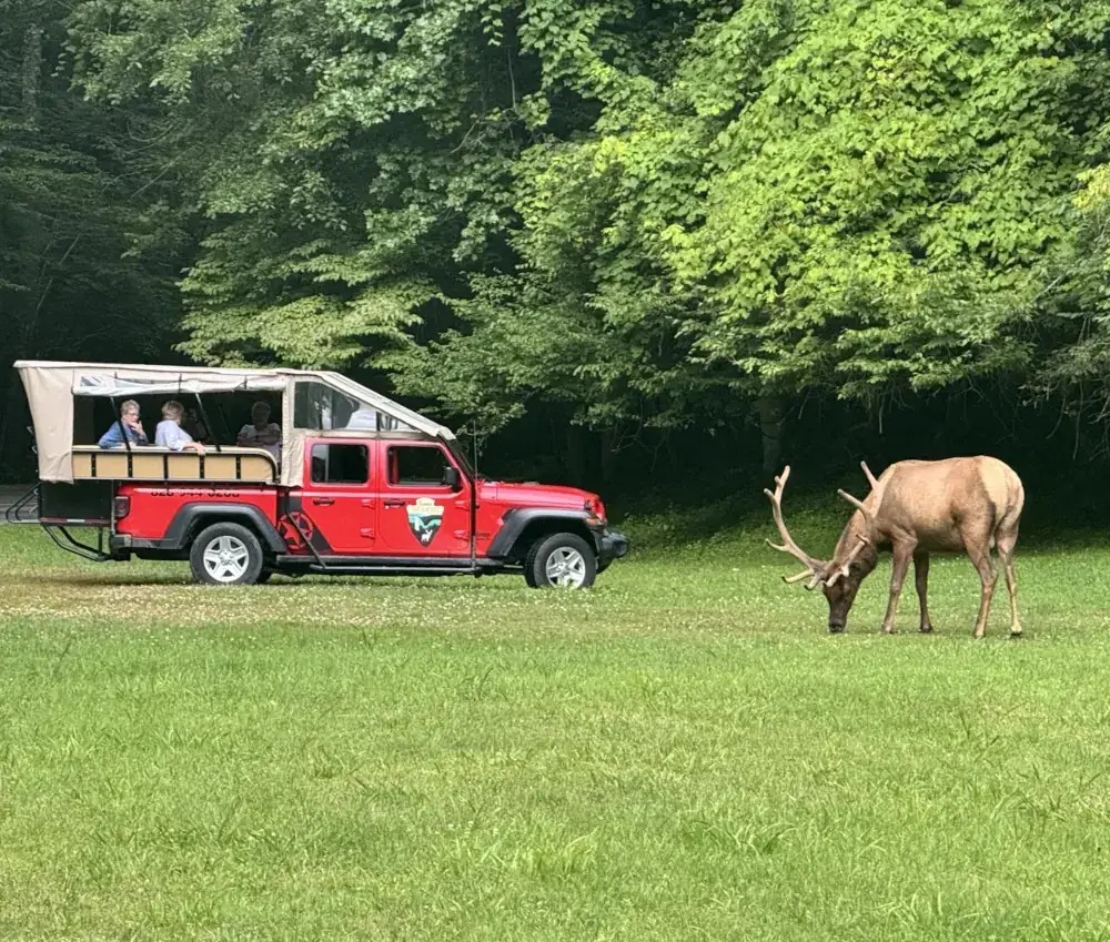 a, jeep, parked, near, grazing, elk, in, lush, green, setting Scenictoursandadventures A Jeep Parked Near Grazing
