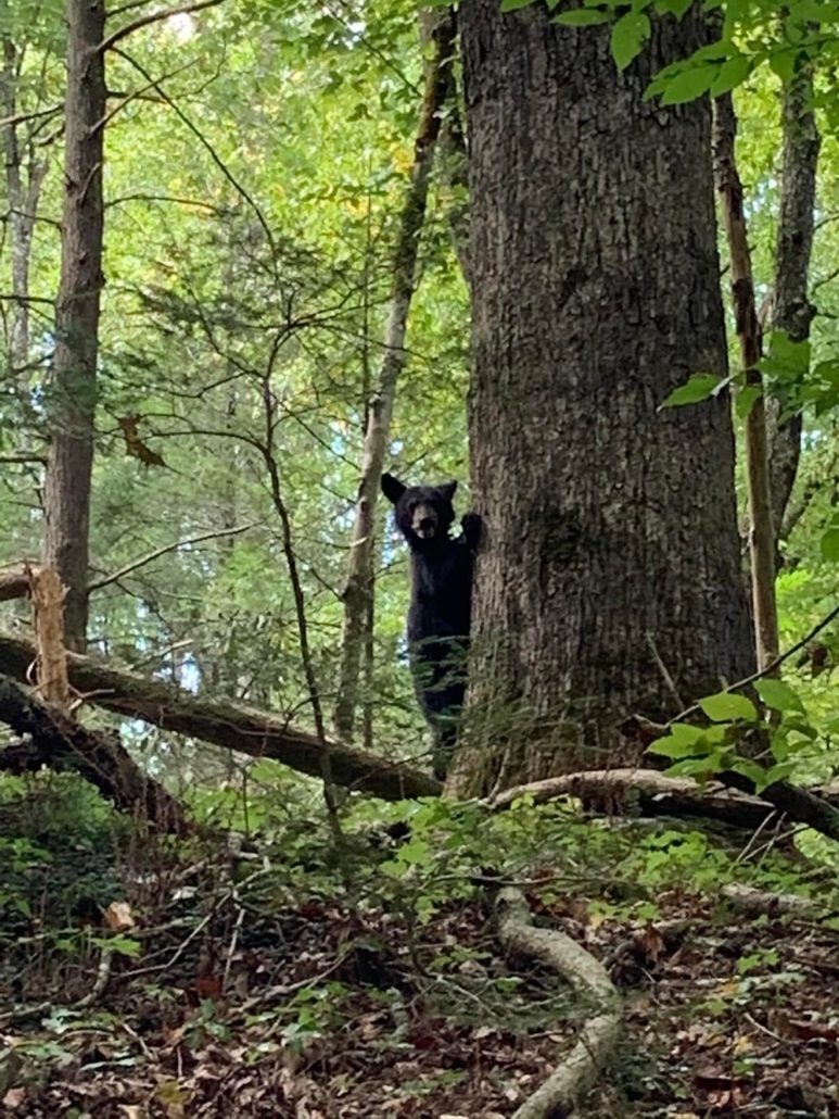 scenictoursandadventures-bear-hiding-behind-tree Scenictoursandadventures Bear Hiding Behind Tree