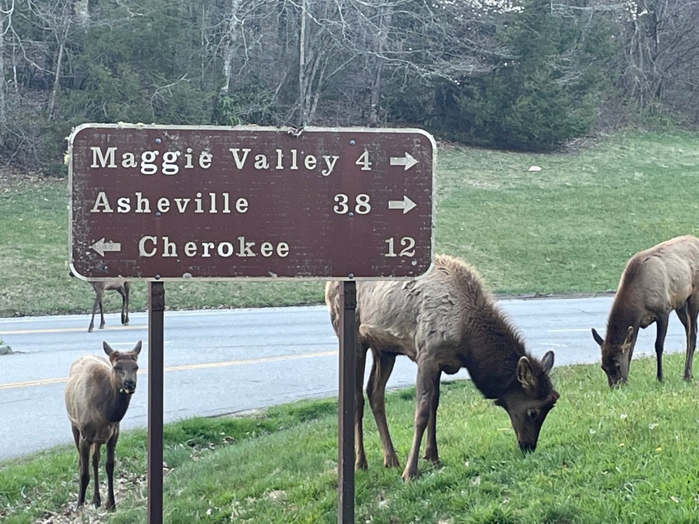 scenictoursandadventures-road-sign-with-elk Scenictoursandadventures Road Sign With Elk