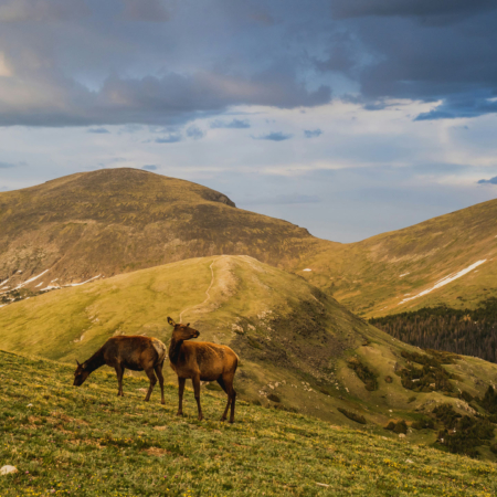 Scout Co Elk Grazing On A Hillside