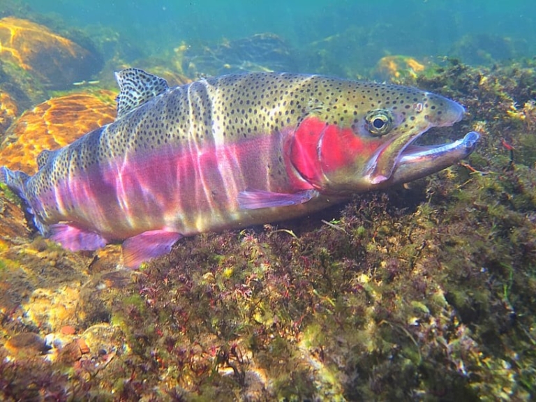 a, colorful, rainbow, trout, swimming, among, rocks, and, vegetation Smokymountainfishing A Colorful Rainbow Trout Swimming