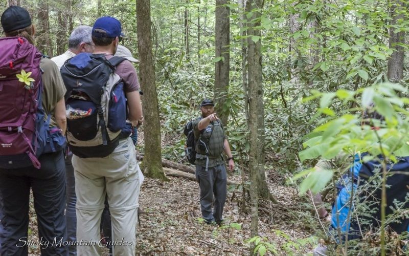 a, guide, sharing, insights, with, group, in, the, forest Smokymountainguides A Guide Sharing Insights With