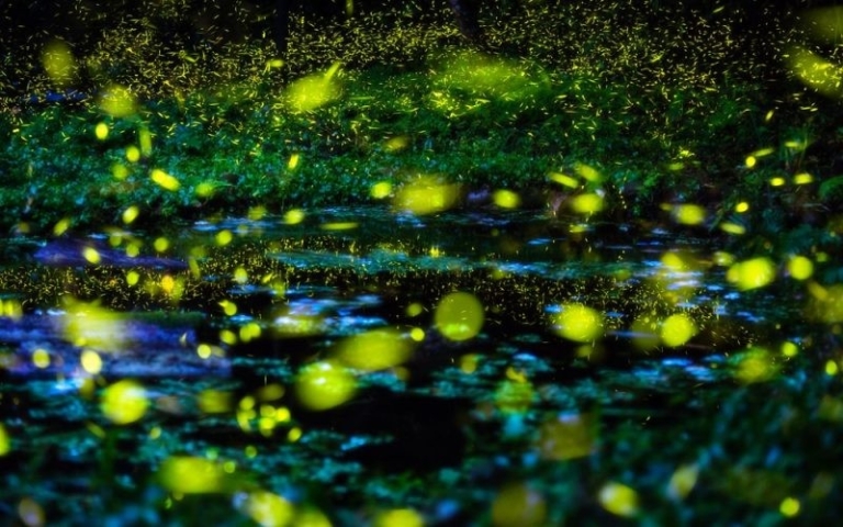 a vibrant display of fireflies lighting up the night a vibrant display of fireflies lighting up the night