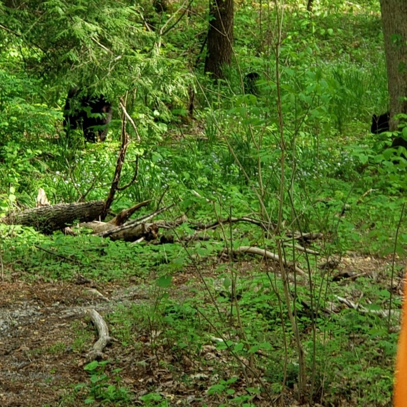 bear, amidst, the, greenery Smokymountainsjeeptours Bear Amidst The Greenery