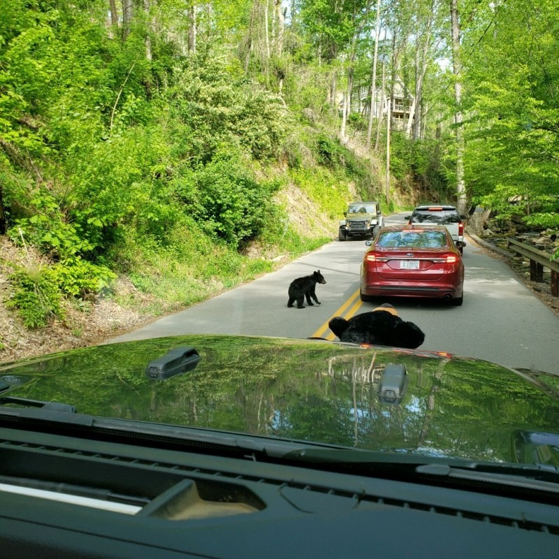 bear, in, a, forest, clearing Smokymountainsjeeptours Bear In A Forest Clearing