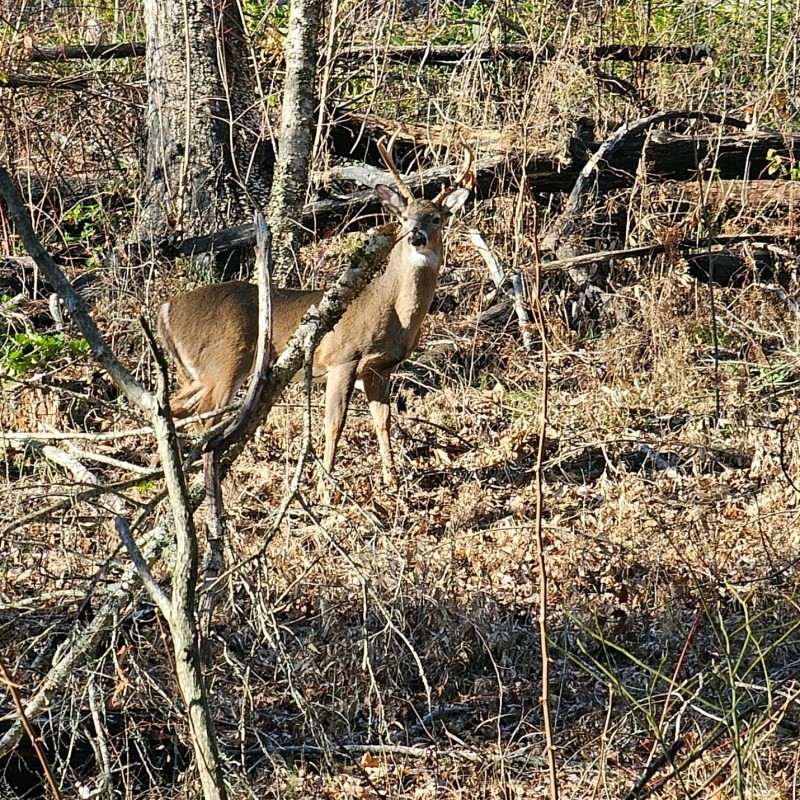 deer, spotted, in, the, underbrush Smokymountainsjeeptours Deer Spotted In The Underbrush