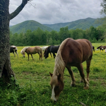 Smokymountainsjeeptours Horses Grazing In A Sunlit