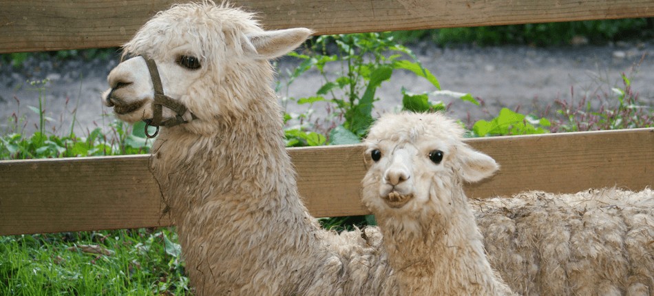 alpacas, posing, for, the, camera Smokymountaintrailrides Alpacas Posing For The Camera