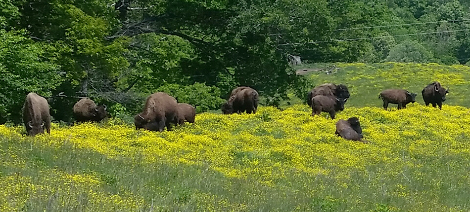 smokymountaintrailrides-bison-grazing-in-a-vibrant Smokymountaintrailrides Bison Grazing In A Vibrant